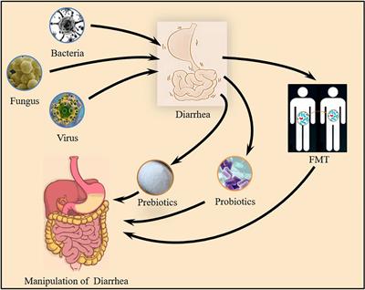 Gut Microbiota and Diarrhea: An Updated Review